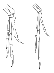 Deinonychuse (vasakul) ja Archaeopteryxi (paremal) esijäsemete võrdlus, mis on üks paljudest skeleti sarnasustest lindude ja dromaeosauruste vahel.