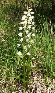 Sword-leaved woodland bird (Cephalanthera longifolia)