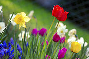 Foråret blomstrer i april på den nordlige halvkugle.  