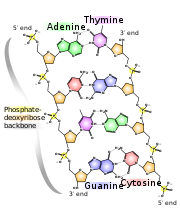  Estructura químicao del ADN. Los grupos fosfato son de color amarillo, los azúcares desoxirribonucleicos son de color naranja y las bases nitrogenadas son de color verde, púrpura, rosa y azul. Los átomos mostrados son: P=fósforo O=oxígeno =nitrógeno H=hidrógeno  