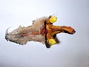 Megasporophyll with mature seeds of the cycad Dioon edule