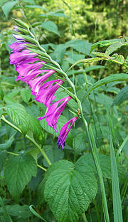 Gladiolus imbricatus : en spik  