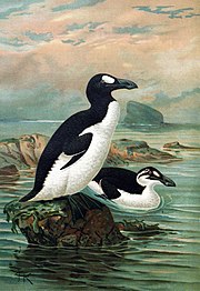 Grande Auk