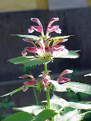 Lamium orvala  