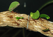 Taglia foglie formica Atta cefalotes