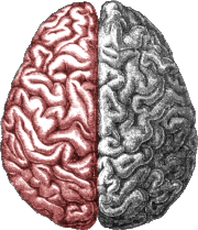 Questo è l'aspetto di un normale cervello umano, se si guarda in basso sulla testa di una persona. (Vista superiore) Ci sono due lati chiamati emisferi. Nella maggior parte delle emicranie il dolore è unilaterale, il che significa che è in un emisfero. In questo caso, l'emisfero sinistro.