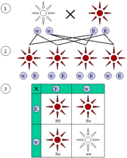 Obrázek 1: Dominantní a recesivní fenotypy. (1) Rodičovská generace. (2) F1 generace. (3) F2 generace. Dominantní (červená) a recesivní (bílá) fenotyp vypadají v F1 generaci stejně a vykazují poměr 3:1 v F2 generaci.