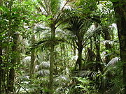 Háj Nīkau, Paraparaumu