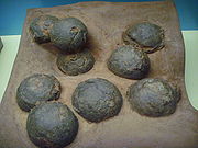 Huevos de dinosaurio de Mongolia