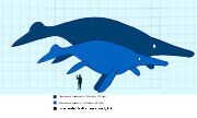 Las dos especies conocidas de Shonisaurus con un humano adulto a escala.