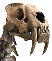 Craniul și vertebrele cervicale superioare ale lui Smilodon