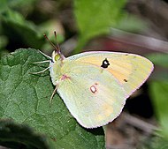 Colias croceus , (Colias croceus)
