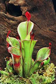 Le brocche primitive di Heliamphora chimantensis sono un esempio di trappole.