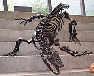 Megalania