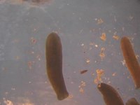 Mängi meediat Planaria torva video