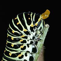 Housenka vlaštovčího ocásku starosvětského (Papilio machaon) ukazující své osmeterium