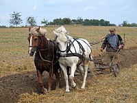 Des chevaux tirant une charrue