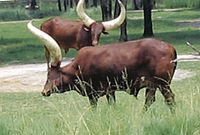 Le bétail des Watusi est élevé en Afrique.