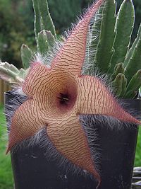 Sapromyofilní Stapelia gigantea