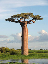 Adansonia grandidieri , マダガスカル