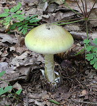 Amanita phalloides este foarte otrăvitoare