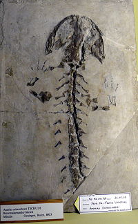 Andrias scheuchzeri , una salamandra fossile, trovata nel 1726