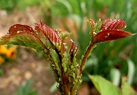 Farfalla verde su un rosaio
