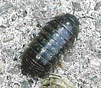 Armadillidium vulgare, izopod