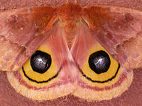 Automeris io
