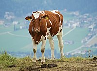 Un veau Ayrshire sur une colline en Autriche.