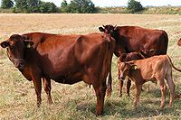 Vaches et veaux rouges danois.