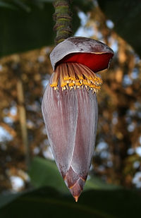 Bunga Musa x paradisiaca