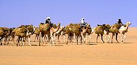 Een kamelentrein in Afrika.