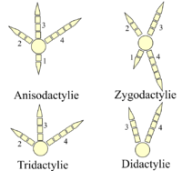 Tipos de patas de ave  