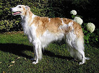 Borzoi hun