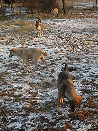 Wilde Hunde in Bukarest