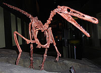 Buitreraptor , unenlagiine.