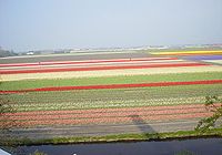 Sibulaväljad Lisse linnas