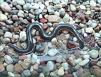 Caecilian van de San Antonio dierentuin  