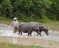 Buffle d'eau labourant une rizière au Cambodge.