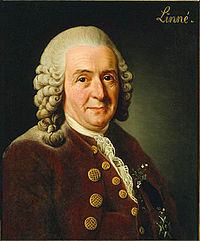 Carolus Linnaeus pagal Alexander Roslin, 1775 m.
