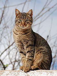 Šī standarta tabbija kaķa svītras palīdz tam paslēpties garā zālē un krūmos. Tā ir sava veida maskēšanās.