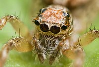 Los ojos centrales principales de esta araña saltadora están muy juntos. Tiene otros pares de ojos secundarios a los lados y en la parte superior de la cabeza.