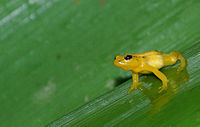 Gouden pijlgifkikkers (Colostethus beebei) zijn kleine, waarschuwingskleurige boomkikkers die hun leven leiden in de bromelia's van het nevelwoud.