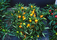 Kompaktsed oranžid Capsicum taimed