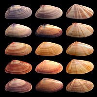 Los individuos de la especie de molusco Donax variabilis muestran diversas coloraciones y patrones en sus fenotipos.
