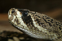 La cabeza de una serpiente de cascabel de diamante oriental  