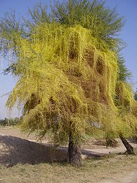 Cuscuta på akacietræ i Punjab, Pakistan