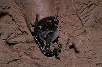 Trapdoor spider (famiglia: Ctenizidae), un predatore di agguato