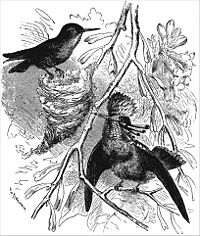 Ilustrație din "The Descent of Man and Selection in Relation to Sex", care prezintă Coquette Lophornis ornatus, femela în stânga, masculul ornamentat în dreapta.